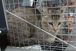 Shelter Stray Unknown Cat last seen Near BLOCK S WOODWARD AVE, Oklahoma City, OK 73129