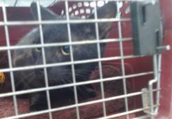 Shelter Stray Unknown Cat last seen , Oklahoma City, OK 73129