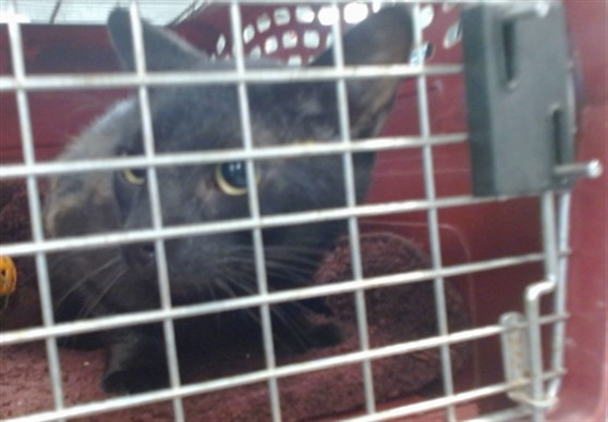 Shelter Stray Unknown Cat last seen , Oklahoma City, OK 73129