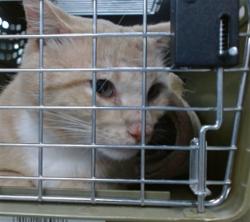 Shelter Stray Unknown Cat last seen , Oklahoma City, OK 73129