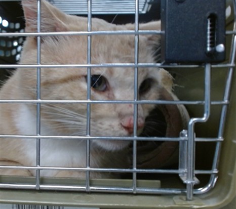 Shelter Stray Unknown Cat last seen , Oklahoma City, OK 73129