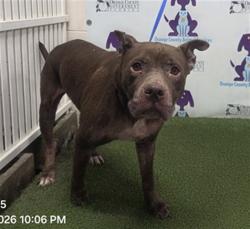 Shelter Stray Female Dog last seen , Orlando, FL 32839