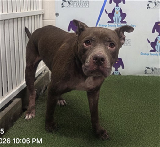 Shelter Stray Female Dog last seen , 2769 Conroy Rd, Orlando, FL 32839, USA