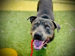 Shelter Stray Male Dog last seen , Orlando, FL 32839