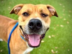 Shelter Stray Male Dog last seen , Orlando, FL 32839