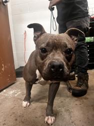 Shelter Stray Female Dog last seen ALTOZANO LN/LA PADERA LN,63033, Olivette, MO 63132