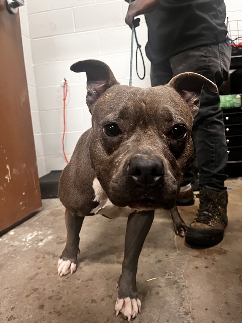 Shelter Stray Female Dog last seen ALTOZANO LN/LA PADERA LN,63033, Olivette, MO 63132