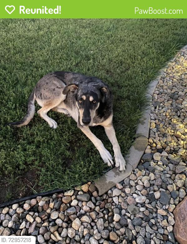Reunited Male Dog last seen Omaha, NE, USA, Omaha, NE 68102