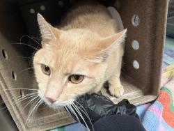 Shelter Stray Male Cat last seen Near BLOCK VERNON PL, PUEBLO CO 81004, Pueblo, CO 81008