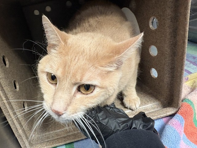 Shelter Stray Male Cat last seen Near BLOCK VERNON PL, PUEBLO CO 81004, Pueblo, CO 81008
