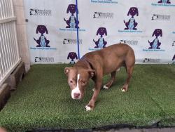 Shelter Stray Male Dog last seen , Orlando, FL 32839