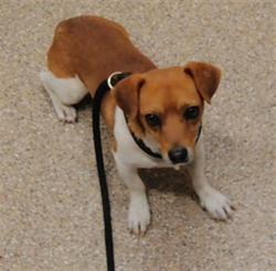 Shelter Stray Male Dog last seen 2ND & RIO BRAVO, Albuquerque, NM 87105