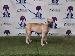 Shelter Stray Male Dog last seen , Orlando, FL 32839