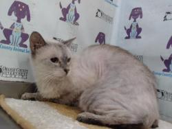Shelter Stray Female Cat last seen , Orlando, FL 32839