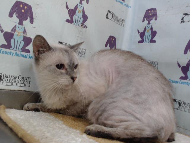 Shelter Stray Female Cat last seen , Orlando, FL 32839