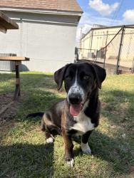 Found/Stray Male Dog last seen n/a, Conroe, TX 77303