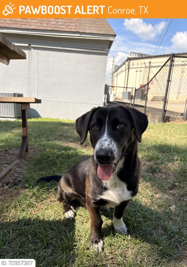 Found/Stray Male Dog last seen n/a, Conroe, TX 77303