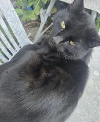 Reunited Unknown Cat last seen North bretton  Peterborough , Peterborough, England PE3 8NB