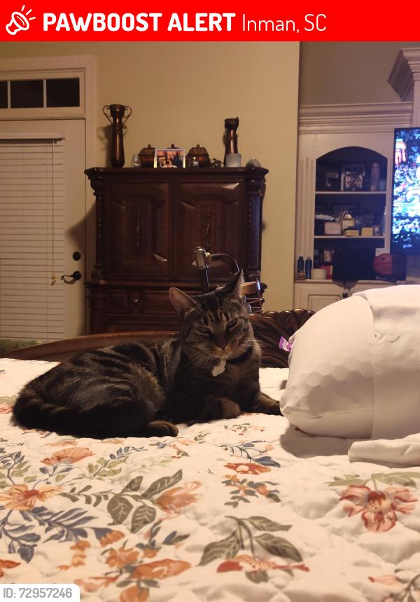 Lost Female Cat last seen E Long Bay and Tradition Lane Woodfin Ridge Inman SC, Inman, SC 29349