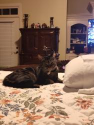 Lost Female Cat last seen E Long Bay and Tradition Lane Woodfin Ridge Inman SC, Inman, SC 29349