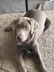Lost Female Dog last seen State St. and Ulmer Ln., Garden City, ID 83714