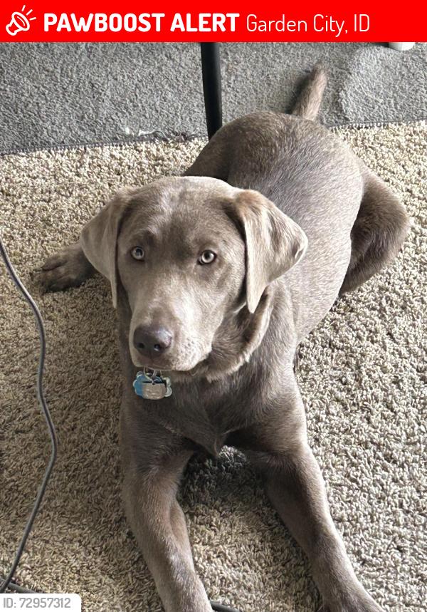 Lost Female Dog last seen State St. and Ulmer Ln., Garden City, ID 83714