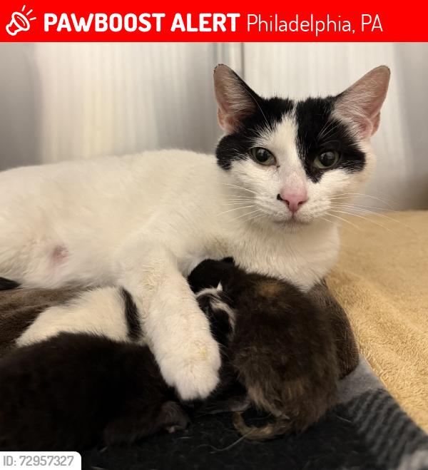 Lost Female Cat last seen E Hazzard and Cedar St, Philadelphia, PA 19125