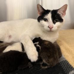 Lost Female Cat last seen E Hazzard and Cedar St, Philadelphia, PA 19125