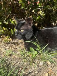 Lost Male Cat last seen Russell Avenue and Roger , Allen Park, MI 48101