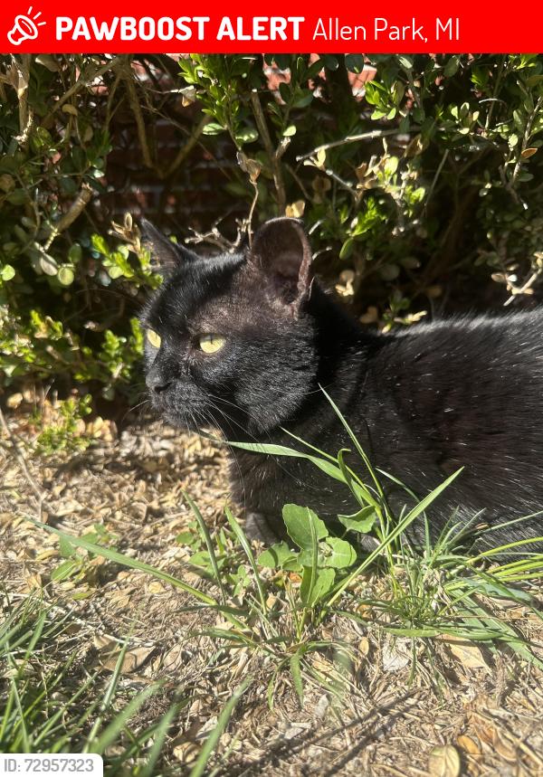 Lost Male Cat last seen Russell Avenue and Roger, Allen Park, MI 48101