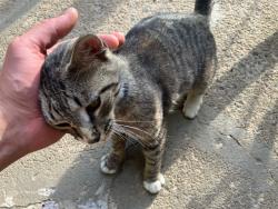 Found/Stray Unknown Cat last seen Behind triad music academy on Peter’s creek, Winston-Salem, NC 27103