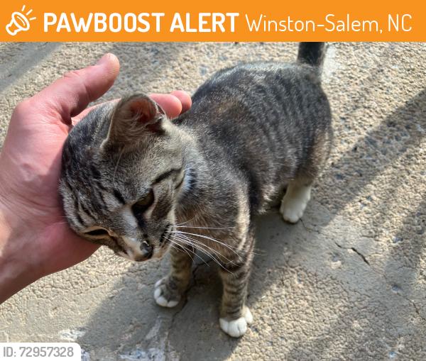 Found/Stray Unknown Cat last seen Behind triad music academy on Peter’s creek, Winston-Salem, NC 27103
