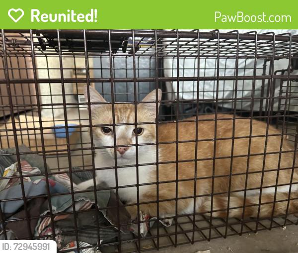 Reunited Male Cat last seen S Alma School Rd, Mesa, AZ, USA, Mesa, AZ 85210