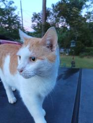 Lost Male Cat last seen Pendleton King Park, Augusta, GA 30904