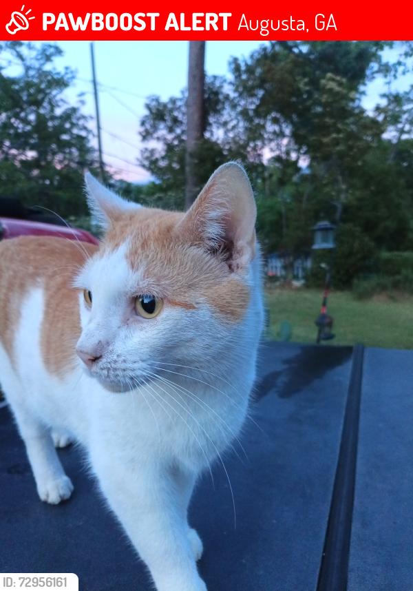 Lost Male Cat last seen Pendleton King Park, Augusta, GA 30904