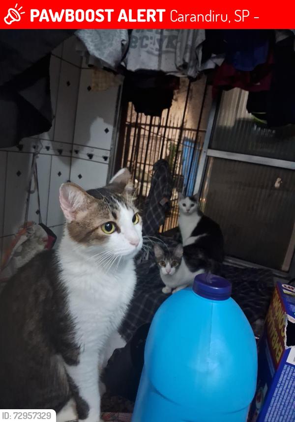 Lost Male Cat last seen avenida Zaki Nachi , Carandiru, SP 02029-000