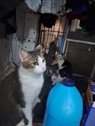 Lost Male Cat last seen avenida Zaki Nachi , Carandiru, SP 02029-000