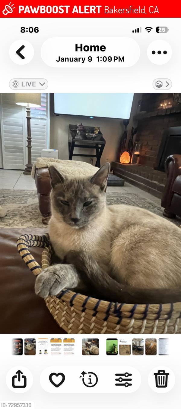 Lost Female Cat last seen South Laurelglen , Bakersfield, CA 93309