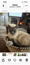 Lost Female Cat last seen South Laurelglen , Bakersfield, CA 93309