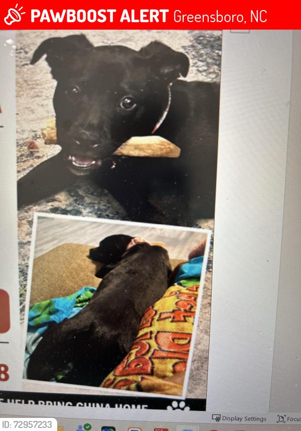 Lost Female Dog last seen Sunrise Valley Dr, Textile Dr, Kay St, neighborhood , Greensboro, NC 27405