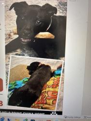 Lost Female Dog last seen Sunrise Valley Dr, Textile Dr, Kay St, neighborhood , Greensboro, NC 27405
