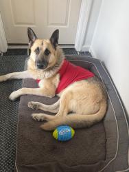 Reunited Male Dog last seen Nolensville, Nashville, TN 37013