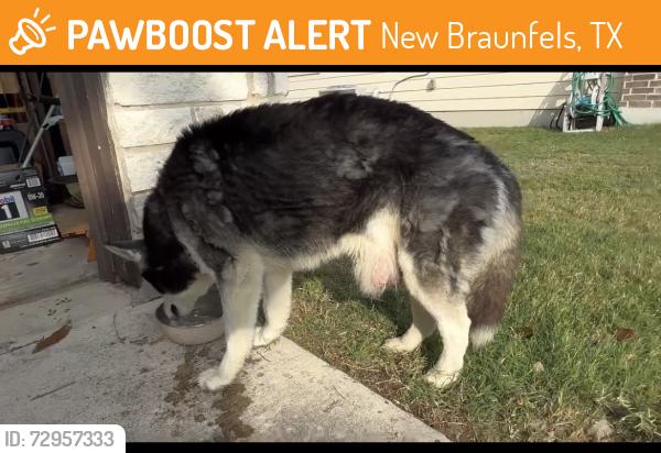 Found/Stray Unknown Dog last seen Avery park neighborhood, New Braunfels, TX 78130