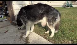 Found/Stray Unknown Dog last seen Avery park neighborhood, New Braunfels, TX 78130