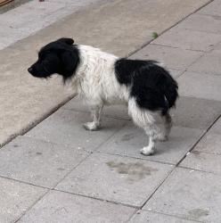 Reunited Unknown Dog last seen Norwalk, CA 90650, USA, Norwalk, CA 90650