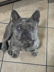 Reunited Male Dog last seen Valerio & Cleon, Los Angeles, CA 91352