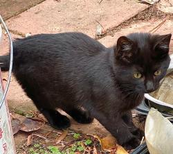 Lost Male Cat last seen Kurtz road. Bells Ferry Road, Marietta, GA 30066