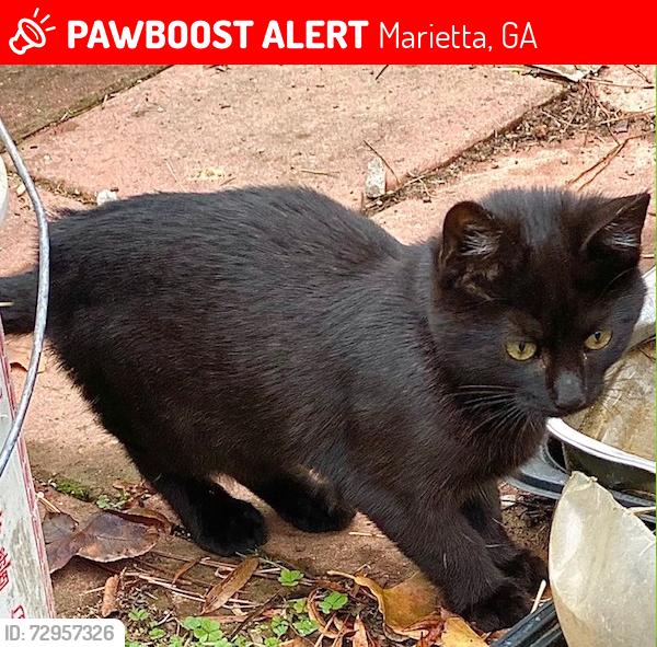 Lost Male Cat last seen Kurtz road. Bells Ferry Road, Marietta, GA 30066