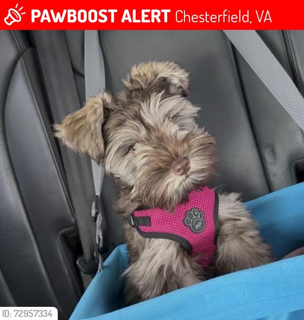Lost Female Dog last seen Creekwood Subdivision , Chesterfield, VA 23832