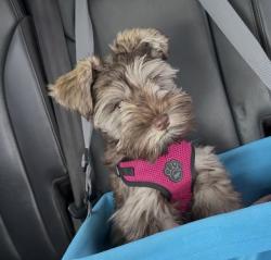 Lost Female Dog last seen Creekwood Subdivision , Chesterfield, VA 23832